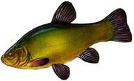 tipuri pesti   tinca denumire: tinca populara: peste tiganos, 25-40 rar ajunge rar ajunge 2-3