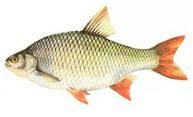 cleanul mic  denumire: leuciscus populara: clean 14-16 cm rar ajunge la 26 100g rar ajunge la