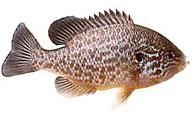 denumire: lepomis populara: sticlete, sorete, costras, 500-600g rar ajunge la 2-3 corpul este