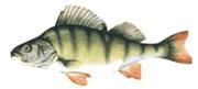 bibanul  	

biban denumire: perca populara: aspru, asprisor, baboi, baboi ghebos, bort, burtita,