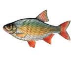 rosioara  	  

 

rosioara denumire: scardinius populara: babusca rosie, rosioara cu pana rosie,