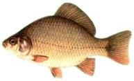 tipuri pesti   denumire (carassius populara: caras, crap balta, carasita, gurgusel, lunita,
