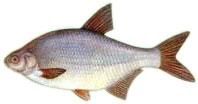batca  bjorkna populara: corbanca, corpanca, frunza pe glob: in toate apele in romania: in dunare si