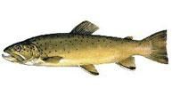 pastravul indigen  	 
salmo trutta fario denumire: salmo trutta populara: pastrav de munte, pastrav,