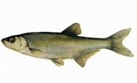 oblet  	  
alburnus alburnus denumire: alburnus populara: oblet de dunare, albisor, albulet, oclei,
