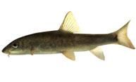 mreana  	 

barbus barbus denumire: barbus populara: brenuta, mreana galbena, umbreana, mreana