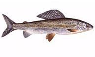 TIPURI DE PESTI - Lipanul Thymallus thymallus Denumire: Thymallus - IHTIOLOGIA PESTILOR