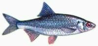 babusca  	  

denumire rutilus rutilus comuna: babusca, ocheana, taranca, babusca, sora buna cu
