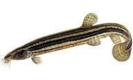 tipar  	 fossilis denumire: misgurnus populara: chiscar rosu, varlan, tipar mare, 18-20 cm rar