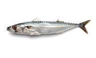 scrumbia albastra  	  

scomber scombrus denumire: scomber populara: scombros, 18-20 cm rar ajunge