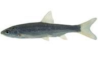 scobarul  	  nasus denumire: populara: scobar, podut, scobai, mate negre, 24-28 cm rar ajunge la 34