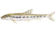 porcusorul  	  

gobio gobio denumire: gobio populara: porcan, cui, porcoias, 6-12 cm rar ajunge la