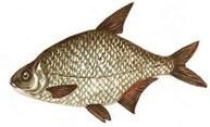 platica  	  
abramis brama denumire: abramis populara: buton, guran, vulcan, 30-50 cm rar ajunge la
